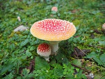 Das rote Pilz Wulstling muscaria, allgemein bekannt als the Fliege agaric or Fliegenwulstling Stockbild Das rote Pilz Wulstling muscaria, allgemein bekannt als the Fliege agaric or Fliegenwulstling Stockbild